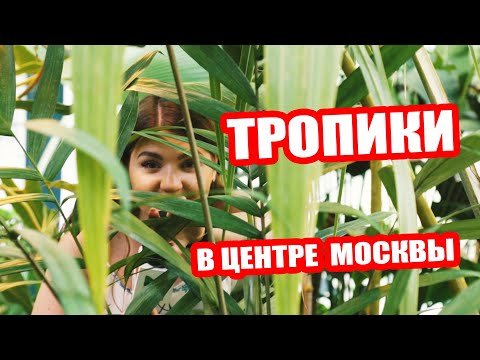 Видео: Гуляем в тропиках в центре Москвы | Аптекарский огород МГУ