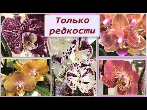 Видео: Хотите редкие орхидеи?! Их продают здесь! 😲 Rare orchids in Moscow