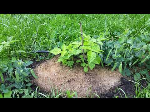 Видео: Почему саженец малины растёт медленнее чем взрослый куст