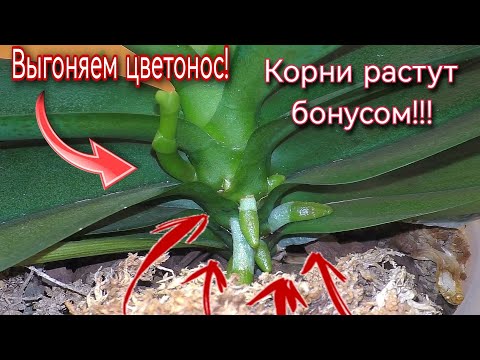 Видео: Как заставить орхидею цвести!!! Способ очень простой и действенный  Зацветают самые упрямые + КОРНИ
