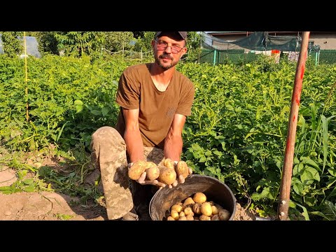 Видео: Цей сорт🥔🥔 Шокував кількістю‼️Сорт Гала🥔🥔Пробний коп‼️