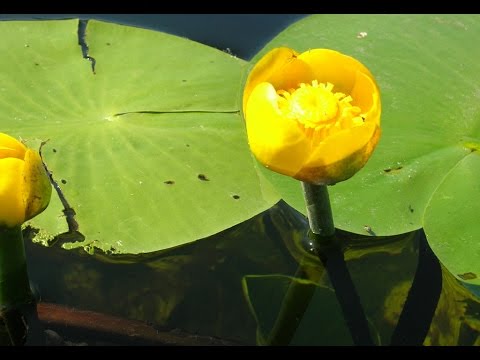 Видео: Желтая кубышка и белая кувшинка (водная лилия)