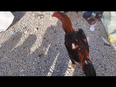 Видео: МУРҒБОЗОРИ ҲОҶИ ЗАИНУЛЛО САНАИ РӮЗ 17.08.2025 🦆🦃🐔🐓🐥🐤🐣🦉🦜🦚🕊️🌅