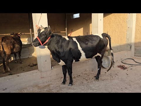 Видео: Ду Сар гови буғузи Зоти аз Деҳқон Тел: 919.19.01.09.       7.10.2025.г