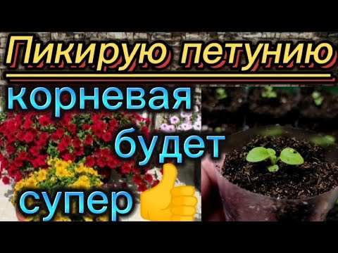 Видео: Пикирую и подкармливаю.🌺 Корневая будет отличной👍.
