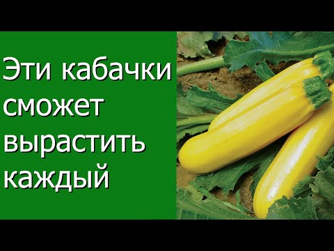 Видео: Эти кабачки может вырастить каждый