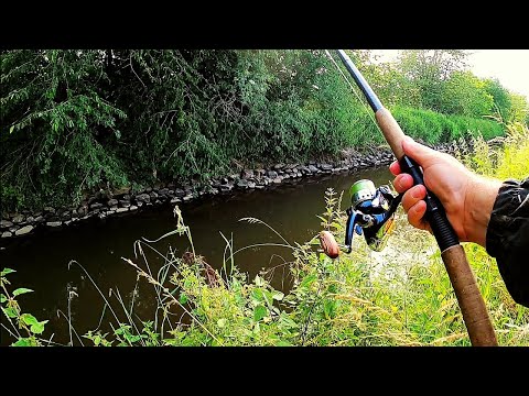 Видео: Голавль на вишню! (Вишнёвый спас.)