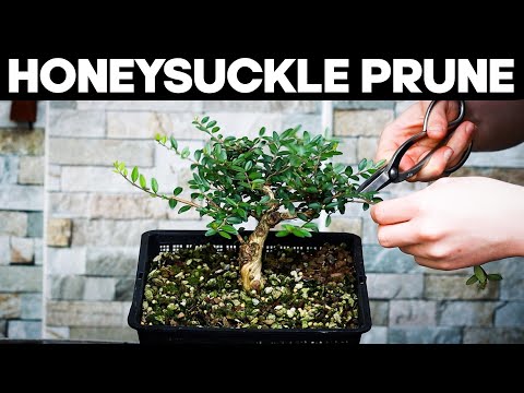 Видео: Обрезка бонсай из жимолости ✂🌳 (Lonicera)