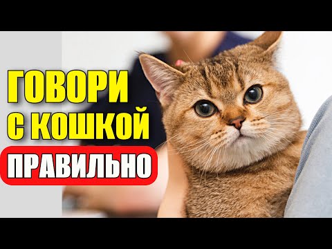 Видео: КАК ПРАВИЛЬНО ГОВОРИТЬ С КОШКОЙ?! ОНА ВСЕ ПОНИМАЕТ!