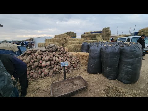 Видео: 13 октября 2024 г. ТУРТКУЛЬ ЕМ ХАШАК НАРХЛАРИ