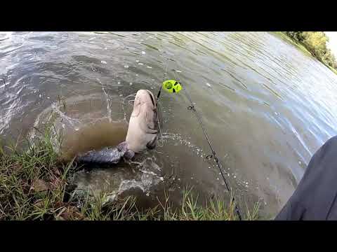 Видео: Сом на спиннинг,силиконовые приманки,блёсна,река Эбро,Испания!