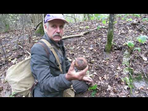 Видео: Стохід