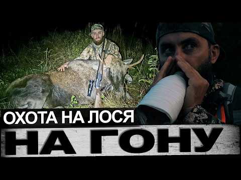 Видео: Охота на лося на гону