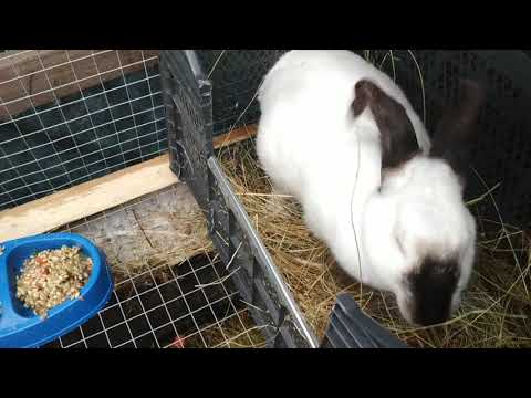 Видео: Первый окрол крольчихи  дело ответственное .