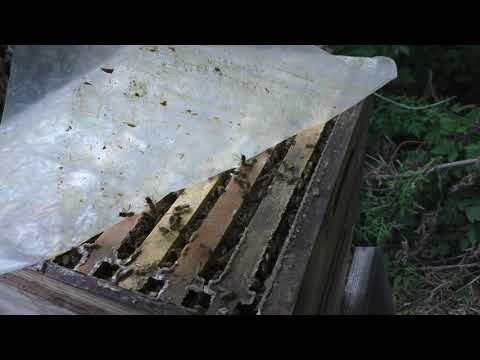 Видео: Результат по мёду с подсолнуха..  за 10 дней