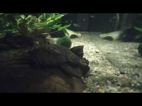 Видео: Рогатик