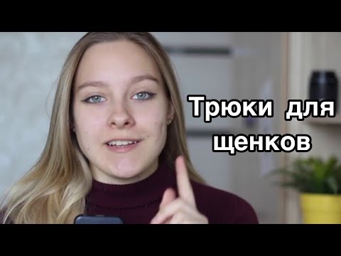 Видео: ТОП-5 ТРЮКОВ ДЛЯ ЩЕНКОВ ДО 6 МЕСЯЦЕВ