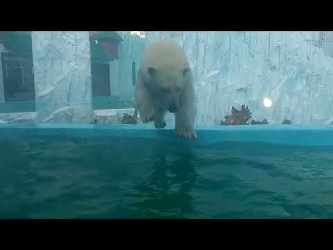 Видео: Екатеринбургский зоопарк