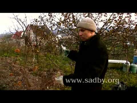 Видео: Как обрезать клен Гиннала  секреты идеальной живой изгороди ✂️