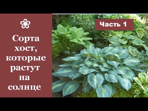 Видео: ❀ Сорта хост, которые прекрасно растут на солнце. Часть 1