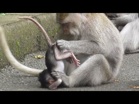 Видео: Маленькая обезьянка Додо вырывается из хватки мамочки Сирен #tuabangmonkey