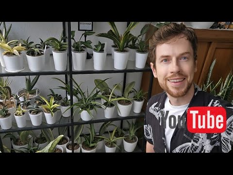 Видео: Перевез 250+ сансевиерий на работу. Обзор коллекции в новых условиях. 