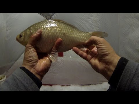 Видео: Караси-кабаны озера Чаны, шикарная рыбалка с сыном озеро Чаны, апрель 2023 (часть 1)