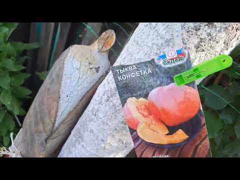 Видео: ДЕЛАЕМ КАРНИЗ. ЯГОДЫ ЖИМОЛОСТИ ПОСПЕЛИ. ПОМИДОРКИ ПОЯВИЛИСЬ. ОГУРЦЫ РАСТУТ. ВИГНА НА ПОТОЛКЕ.