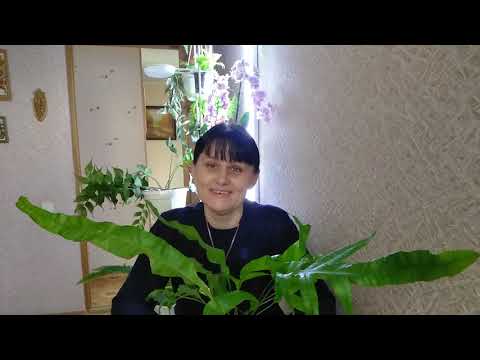 Видео: АНАПА Отвечаю на ваши вопросы  //  Почему не растут магазинные папоротники