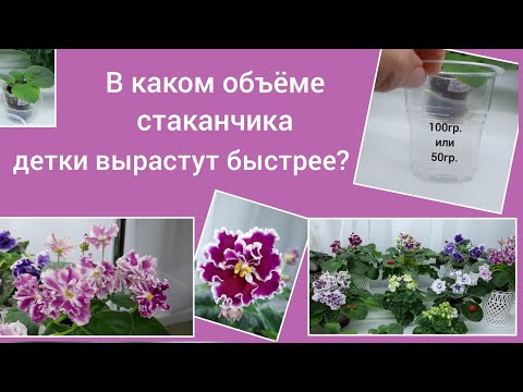Видео: В каком стаканчике детка фиалки быстрее вырастет? Когда пересаживать из стаканчика?
