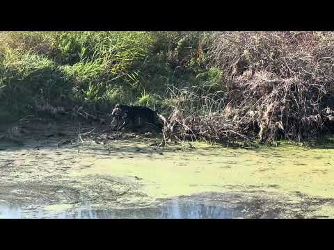 Видео: Арчи таскает уток.