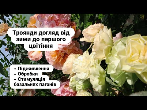 Видео: Підживлення троянд, обробки, стимуляція базальних пагонів
