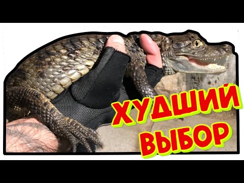 Видео: Крокодиловый кайман - худший выбор новичка