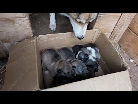Видео: Переселил щенков в 10 дней