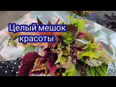 Видео: Новые колеусы. Что с колеусами из первой посылки.