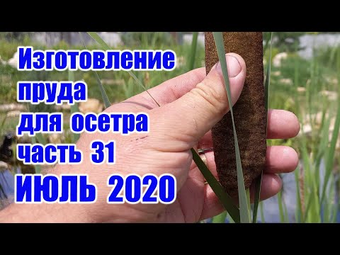 Видео: Изготовление пруда для осетра (часть 31) ИЮЛЬ 2020