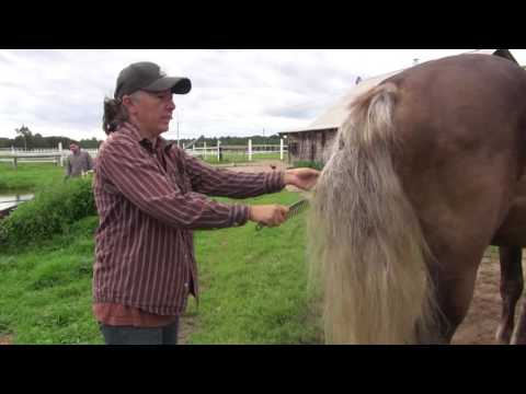 Видео: Как вычесать репьи из хвоста лошади?