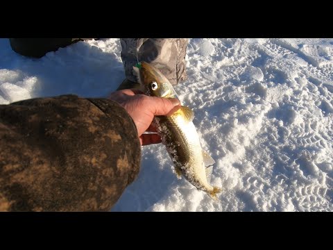 Видео: РЫБАЛКА НА БЕЛОМ МОРЕ.  МНОГО РЫБЫ, НУ ОЧЕНЬ МНОГО РЫБЫ.