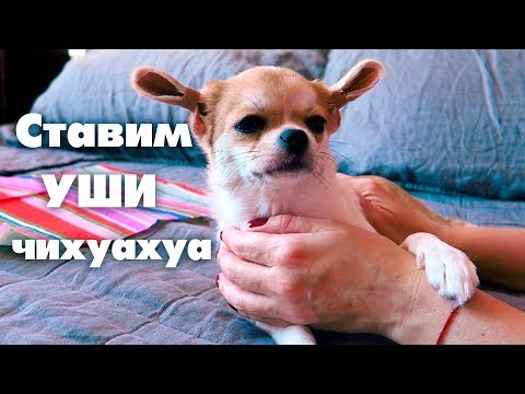 Видео: КЛЕИМ УШИ ЧИХУАХУА ЛИЗИ
