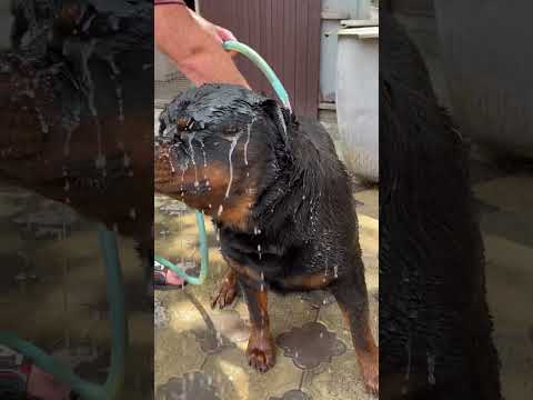 Видео: Сегодня у ротвейлера Фридика водные процедуры