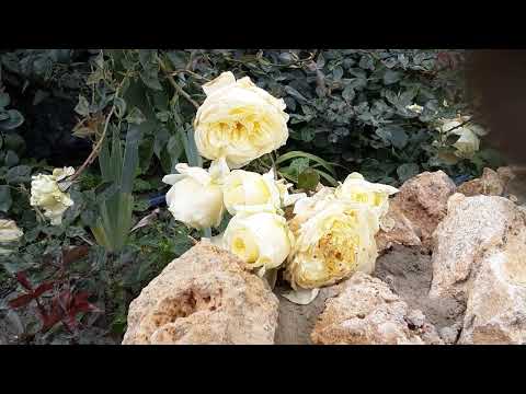 Видео: Осенняя высадка саженцев роз .Питомник роз Полины Козловой rozarium.biz