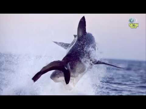 Видео: Как фотографируют акул? | Разрушительные акулы | Discovery Channel