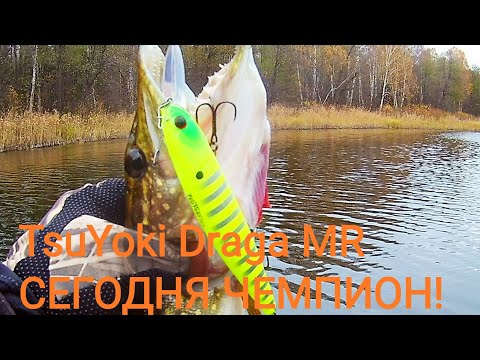 Видео: TsuYoki Draga MR 130sp сегодня чемпион по количеству  и размеру! Rerange 110SP и  Ito-Shiner 115!