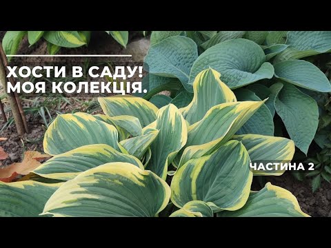 Видео: ХОСТИ в саду! МОЯ КОЛЕКЦІЯ - частина 2.