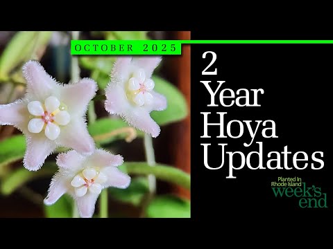 Видео: ОБНОВЛЕНИЕ ЗАВТРА 2 ГОДА | Великолепные породы, породы «Рангсан», Dischidia acutifolia, породы «Д...