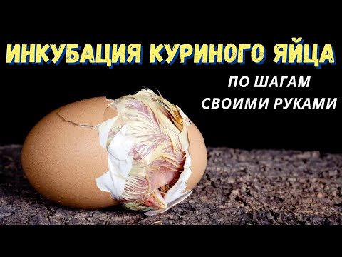 Видео: Инкубация куриных яиц в домашних условиях - от закладки до пересадки цыплят в брудер