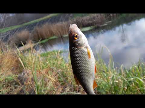 Видео: 5.11.25 СЕВЕР СБЕЖАЛ В САМОВОЛКУ (НА РЫБАЛКУ)🐟🐟🐟