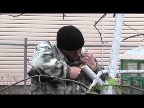 Видео: Обрезка и прививка яблони