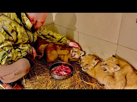 Видео: Такой РАБОТЫ я не ожидал! ГЛАДИТЬ ЛЬВЯТ это лучшая работа в мире! Пока что они ЗЛЮКИ!