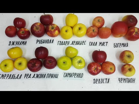 Видео: ХРАНЕНИЕ !!! ОБЗОР СОРТОВ !!!